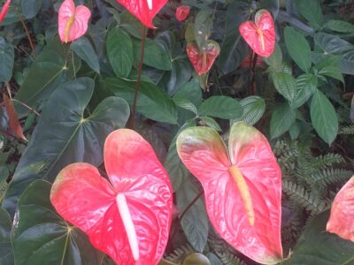 Anthuriam - ඇන්තුරියම්
