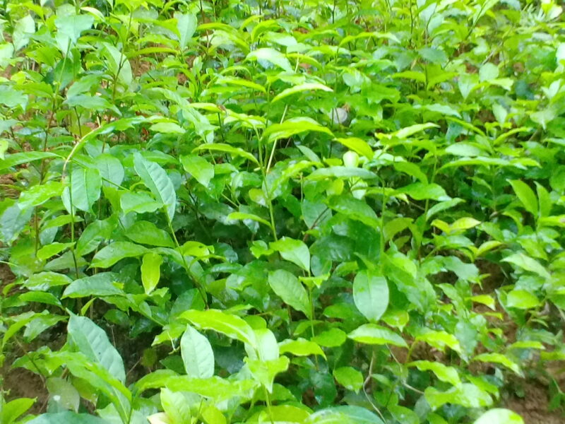 Tea Plants | තේ බිම් පැල