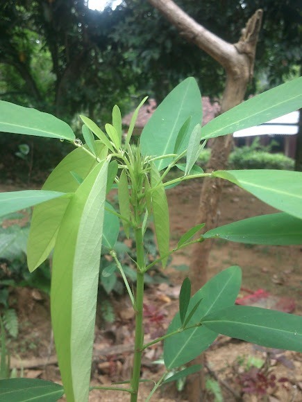 Prana Jeewa leaves/ ප්‍රාණ ජීව කොල ඉක්මනින් අවශ්‍යයි,
