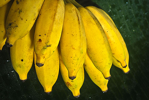 Organic Banana - කාබනික නිශ්පාදිත කෙසෙල්