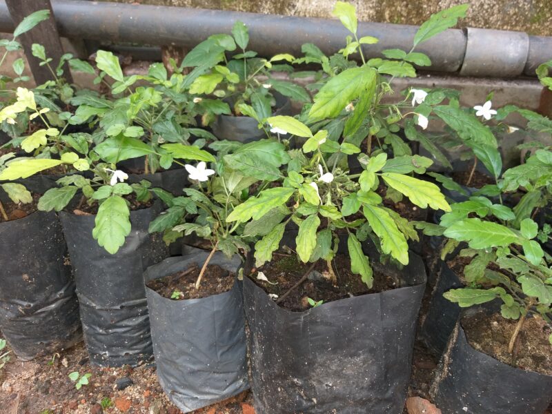 බිම් කොහොඹ සහ සුදු හදුන් පැල විකිණීමට ඇත.