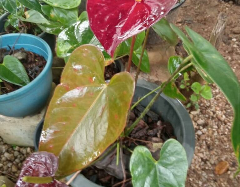 Anthurium | ඇන්තූරියම් පැල