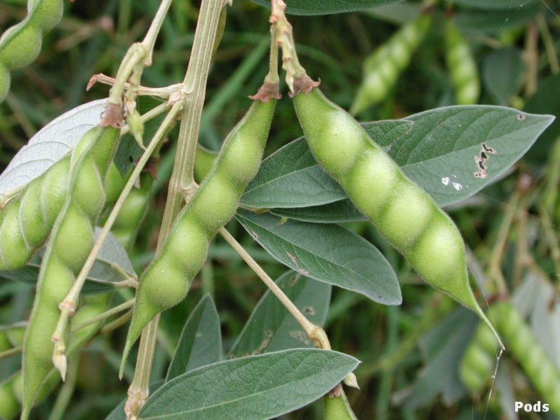 To buy seeds | Thoraparippu Seeds| තෝර පරිප්පු බීජ