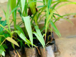 බඩ ඉරිඟු , රතු මෑ පැල විකිණීමට for sale