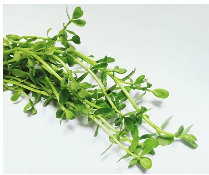 Lunuwila Leaves