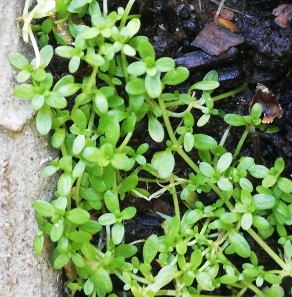 Lunuwila Leaves