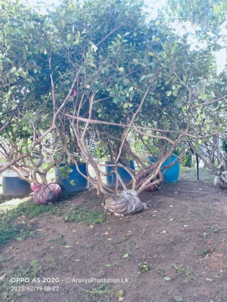 දං ගස් (රූට් බෝල්) - Dan Plants