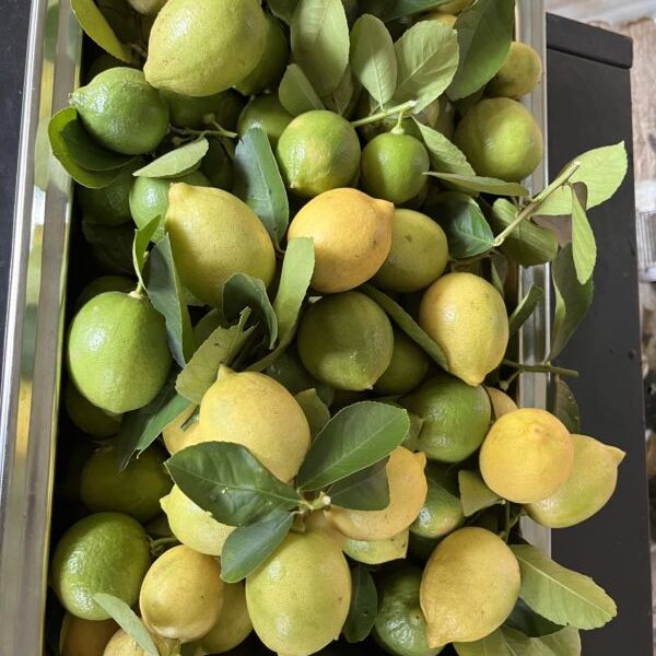 Seedless Eureka Lemon | බීජ රහිත ලෙමන්