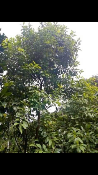 White Sandalwood Big Plant | හොදට වැඩුන වට අඩි 1 හාමාරක ප්රෙමානයෙ සුදු හදුන් ගසක් ඇත